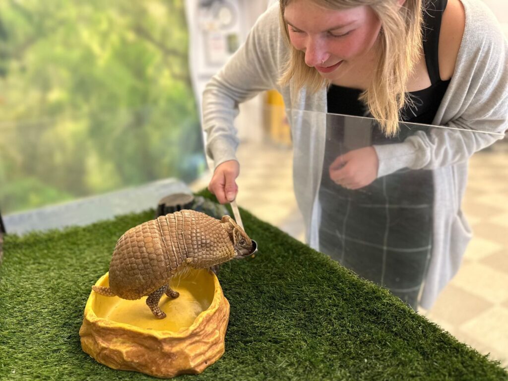 A woman spoon feeding an armadillo