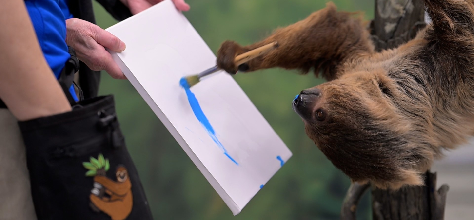 Valentino the sloth using his natural abilities to paint a canvas