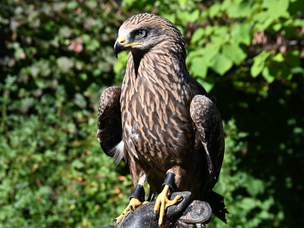 Black Kite juvenile sitting on the gloved hand of an Aviary expert in front of a wall of ivy in a garden
