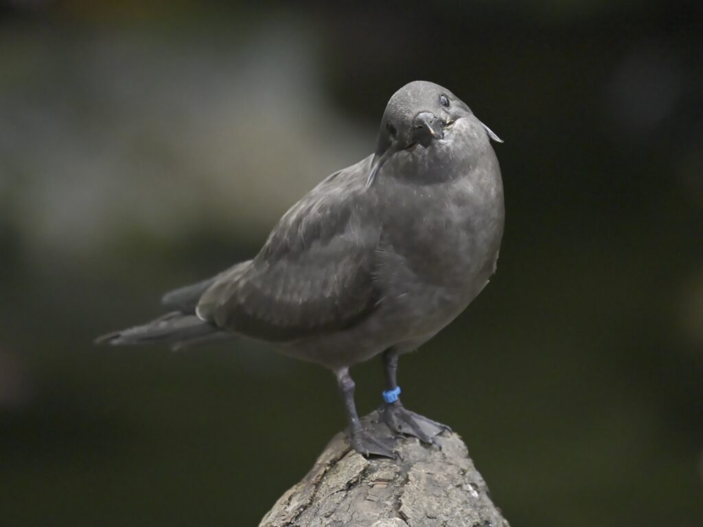 Inca Tern juvenile perching atop the edge of a rock