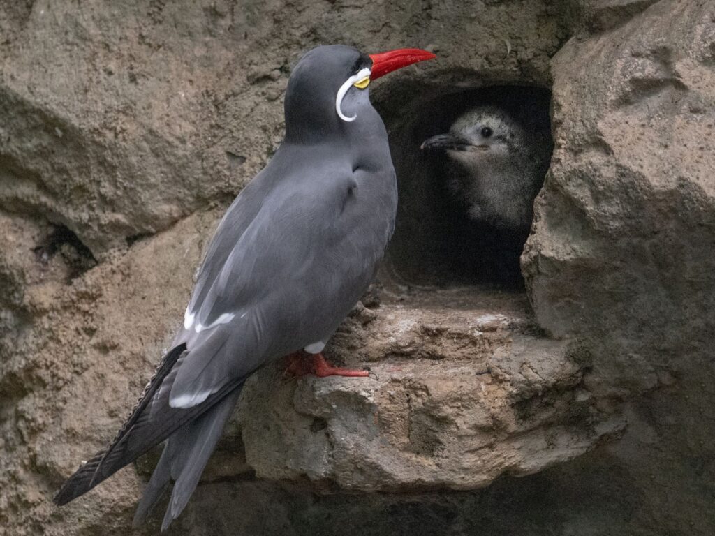 An Inca Tern chick peaking their head out of a specialized nesting cave while their parent stands guard