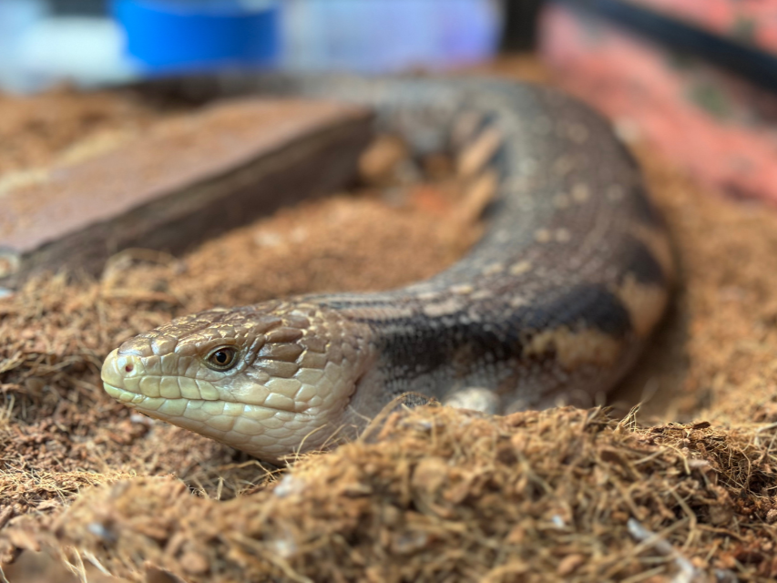 A Blue-tongued Skink lounging on natural bed materials