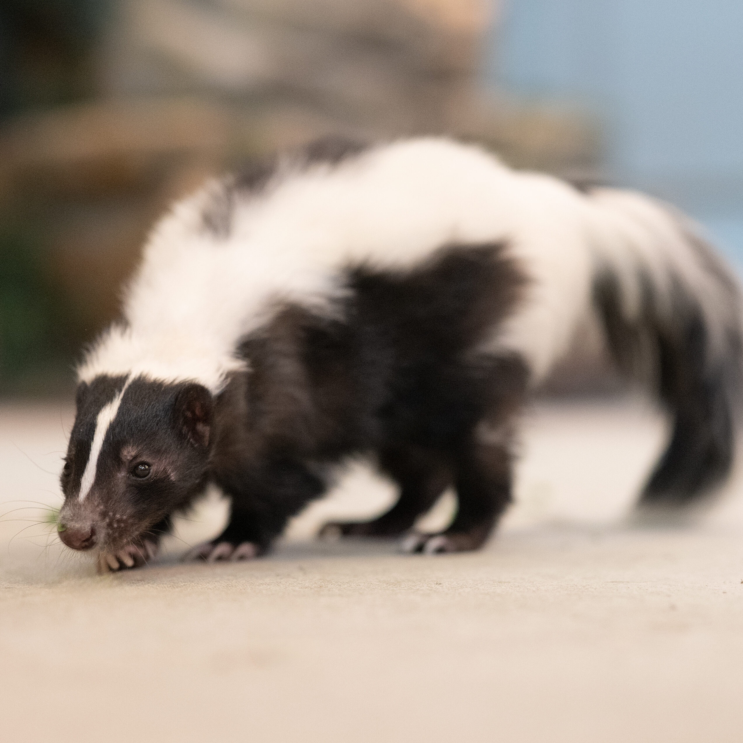 A Striped Skunk with his nose to the ground sniffing for food.