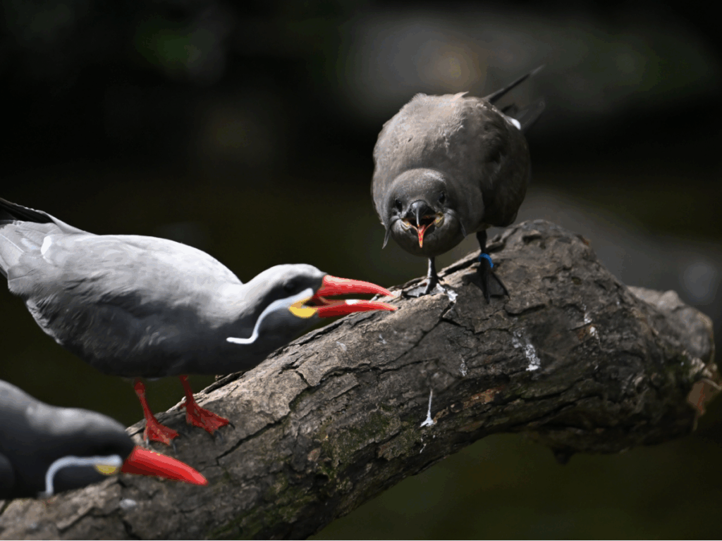 Inca Tern juvenile sitting on a log next to two adults, cackling loudly