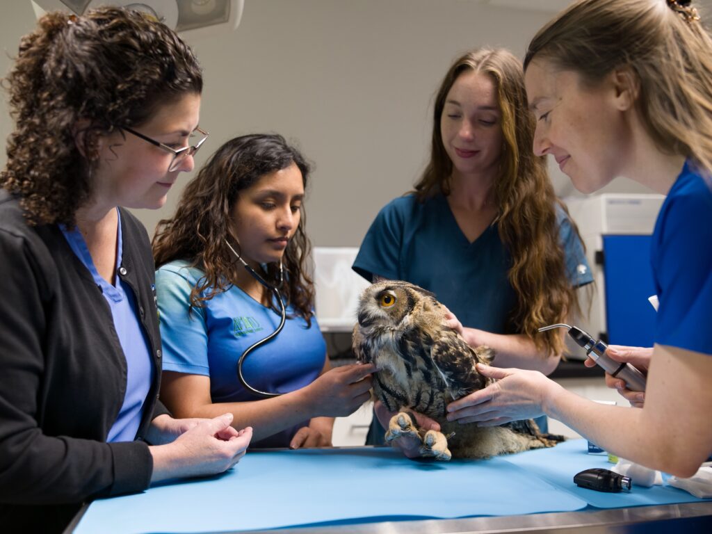 Dr. Rubi Carpio listening to the heartbeat of a Eurasian Eagle-Owl during her training with the National Aviary's veterinarian staff