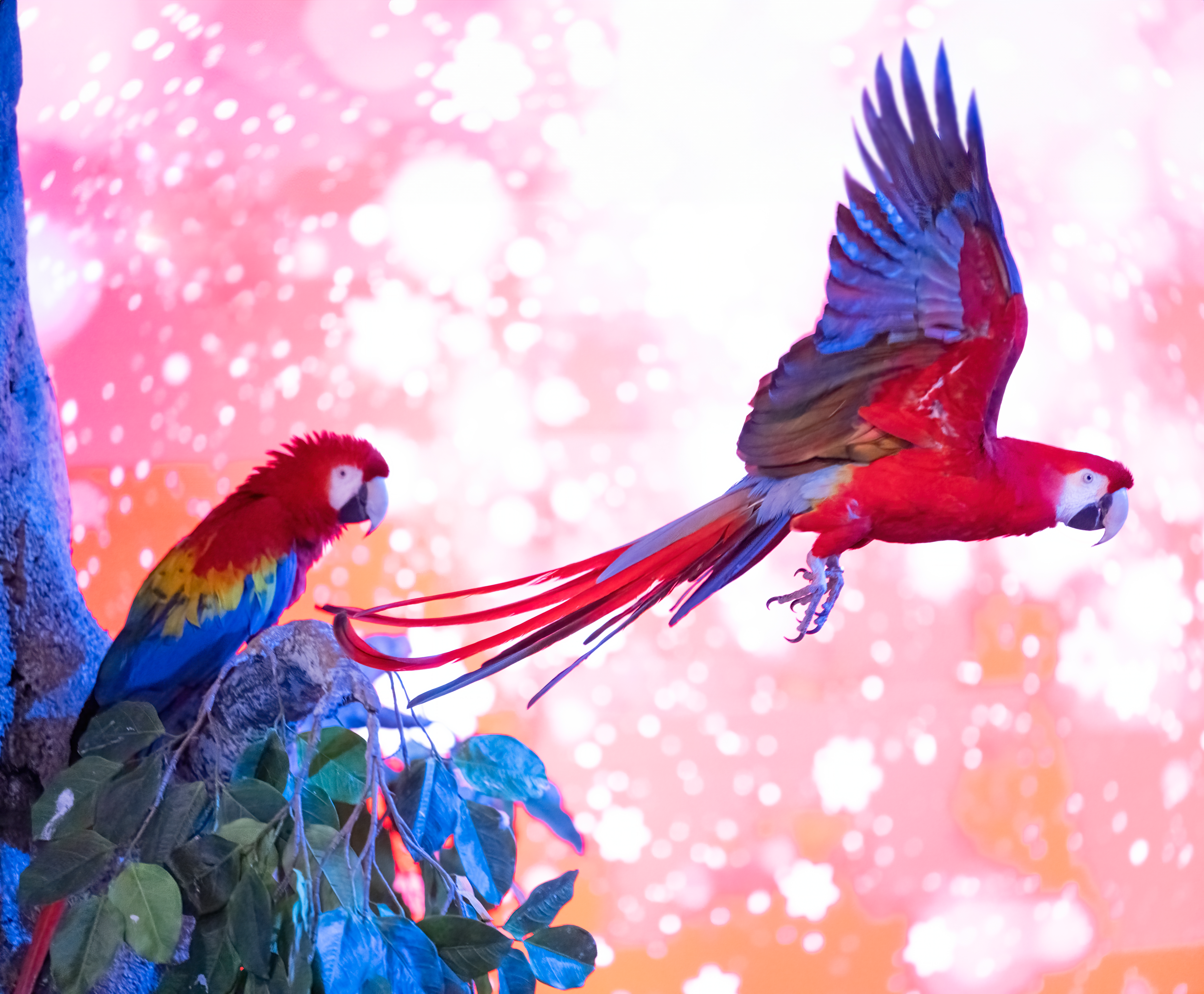 Scarlet Macaw in flight