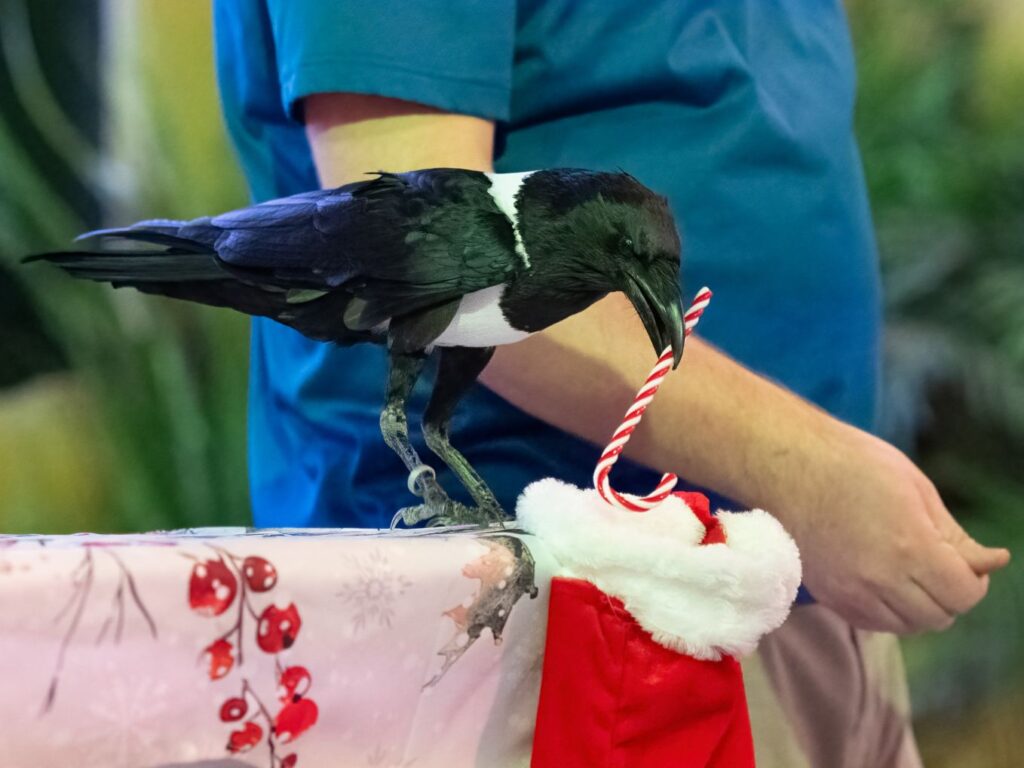 Pied Crow, Jon Snow, holding a candy cane in his beak, beginning to put it into a stocking