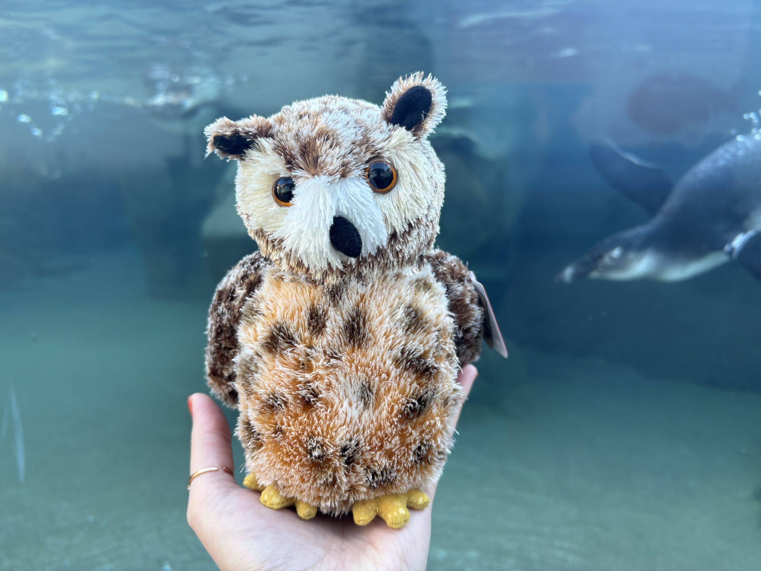 Owl plush being held in front of Penguin Point while African Penguins swim in the pool behind it