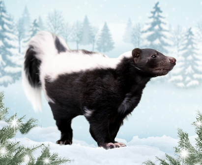 Skunk on a snowy background