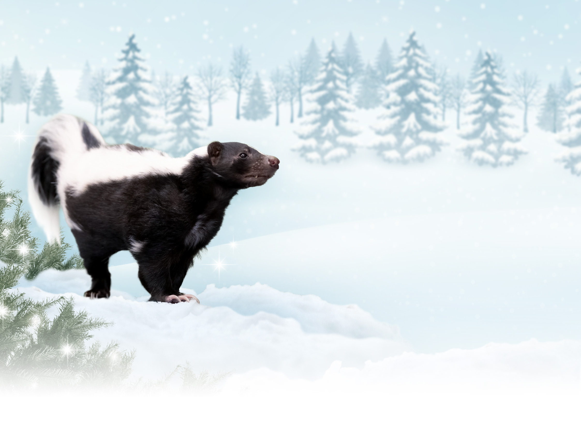 Skunk on a snowy background
