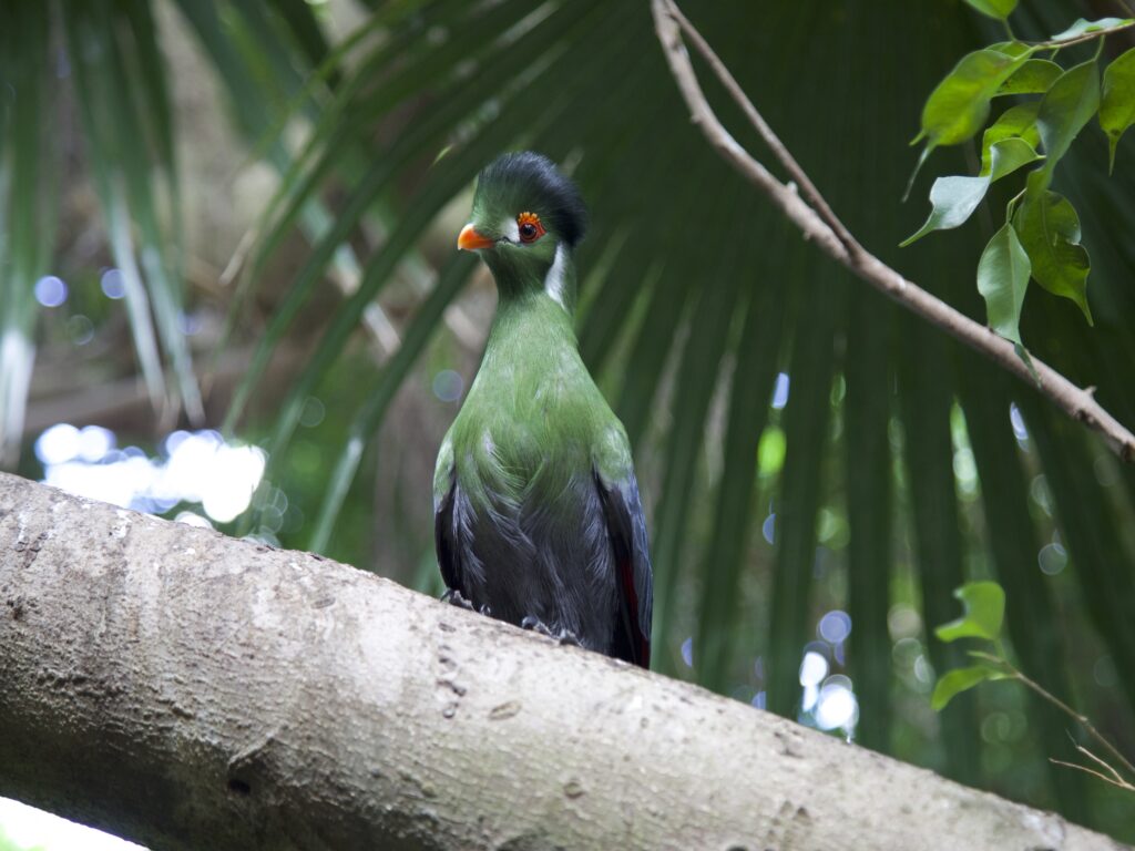 White-cheeked Turaco