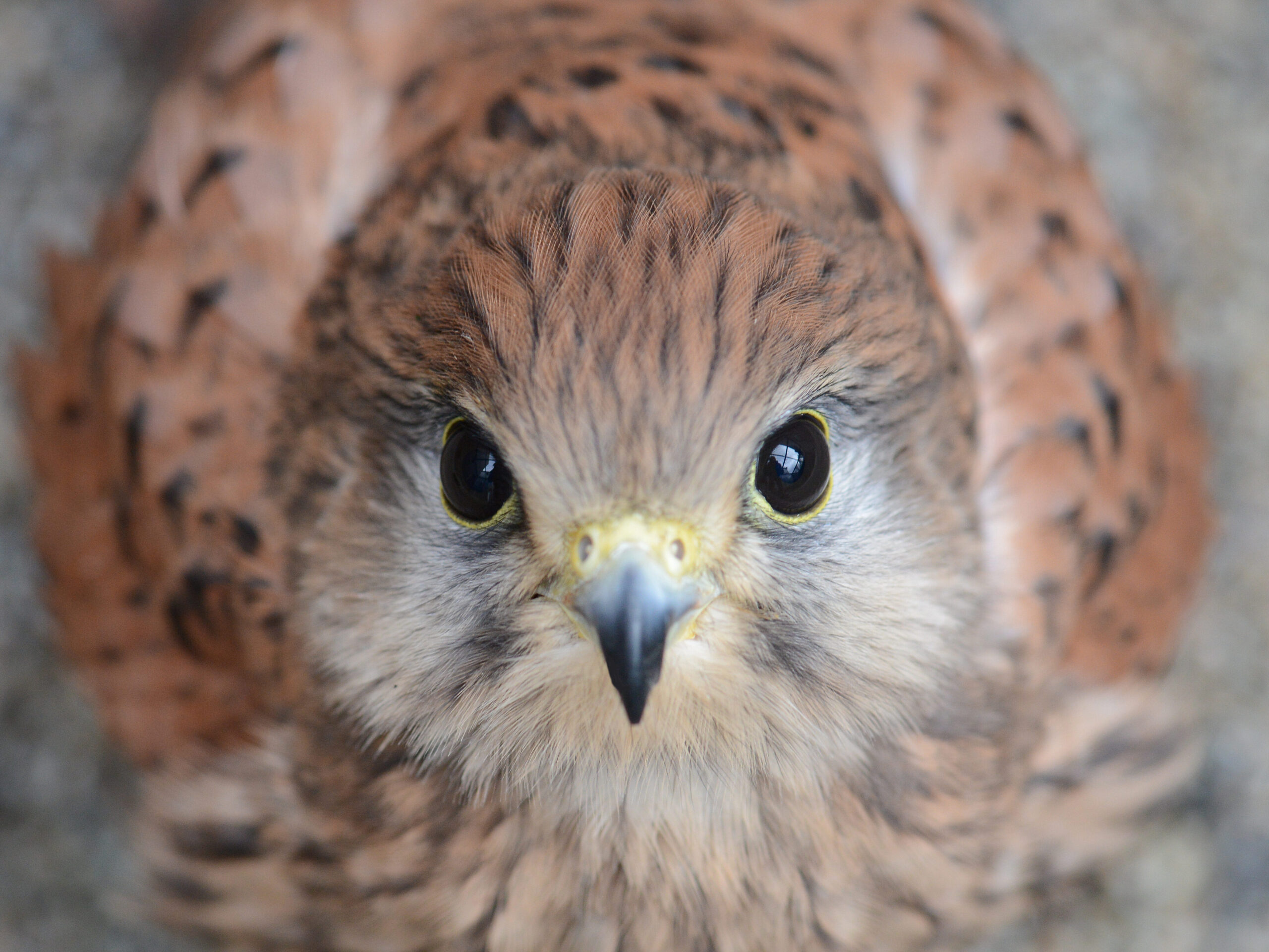 Headshot of a European Kestrel