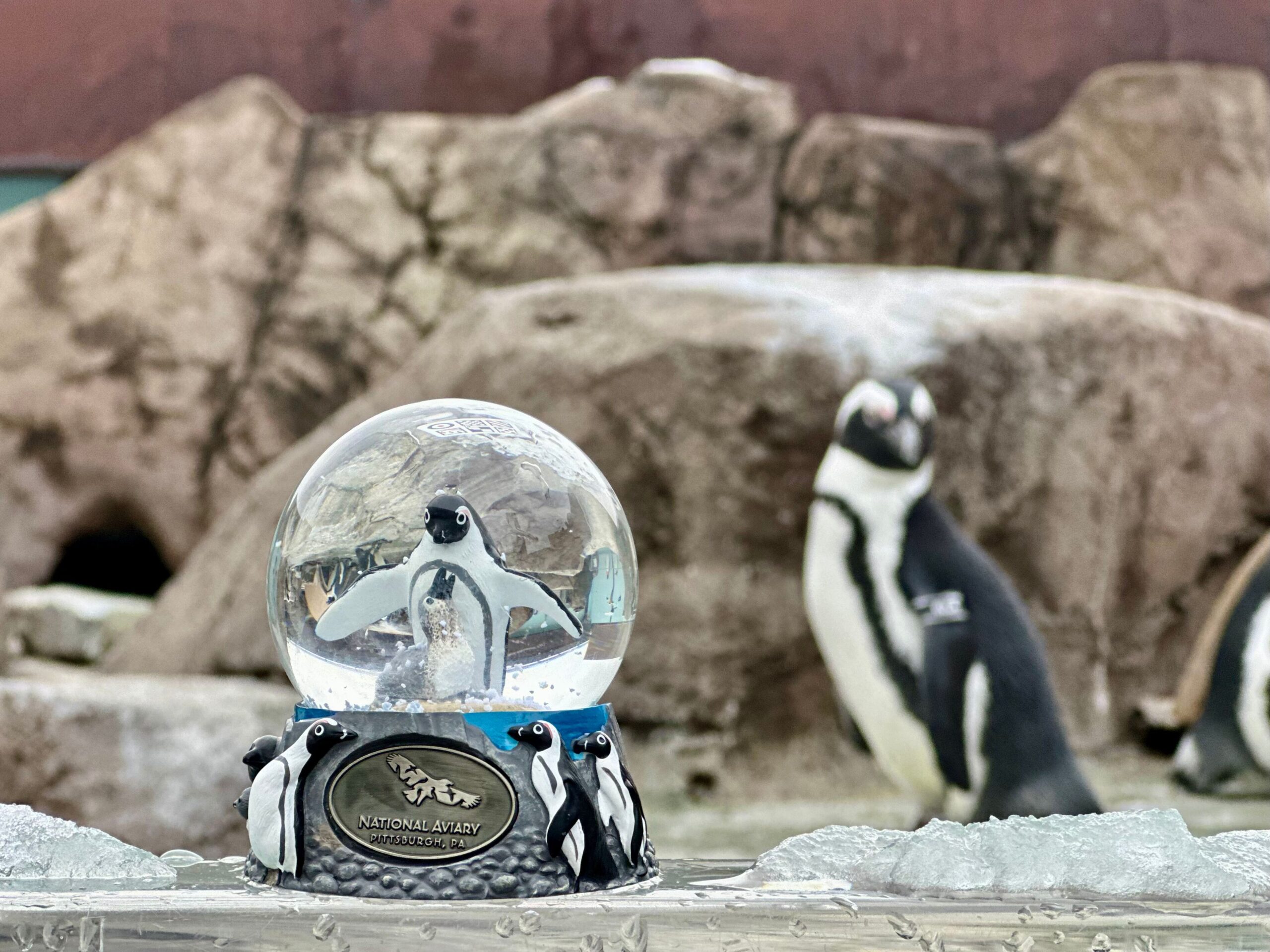 A penguin-themed snowglobe