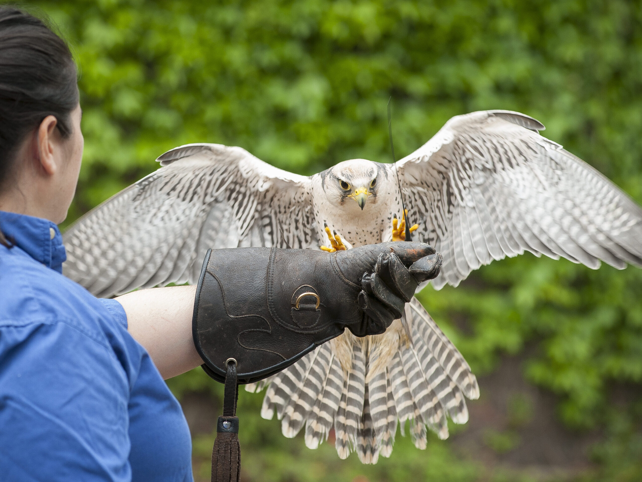A Lanner Falcon landing on licensed falconer, Cathy Schlott's outstretched gloved hand.