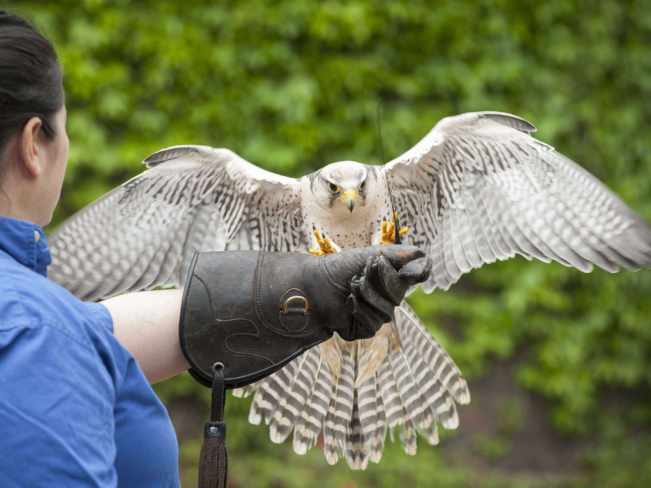 A Lanner Falcon landing on licensed falconer, Cathy Schlott's outstretched gloved hand.