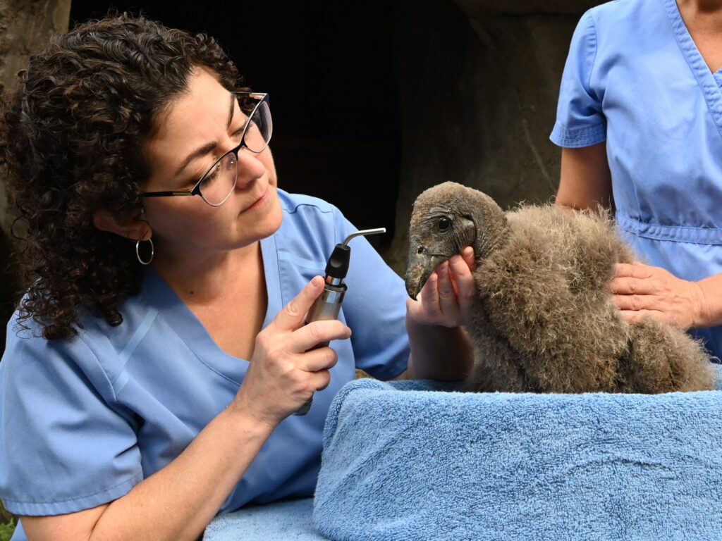 Andean Condor chick vet check up