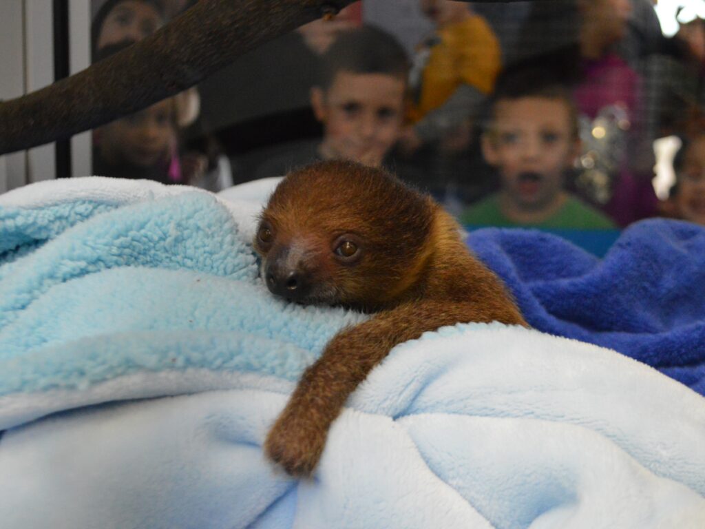 Valentino the sloth as a baby sleeping in cozy blankets