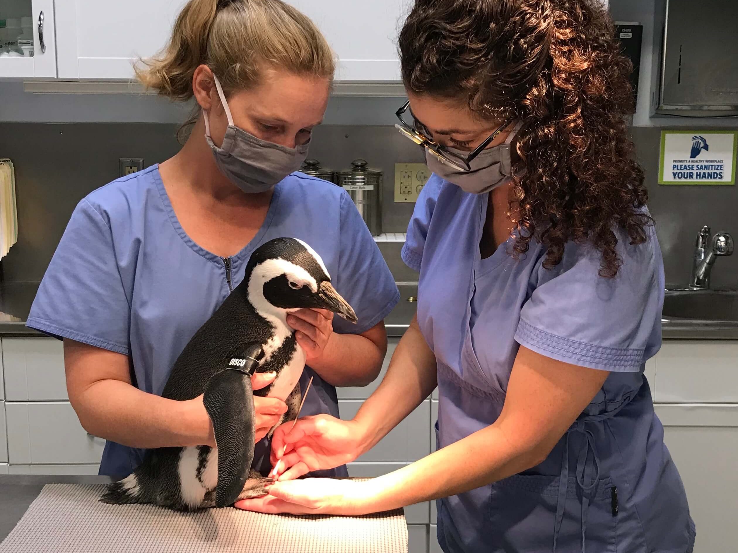 Dr. Pilar Fish and a vet technician giving an African Penguin a checkup