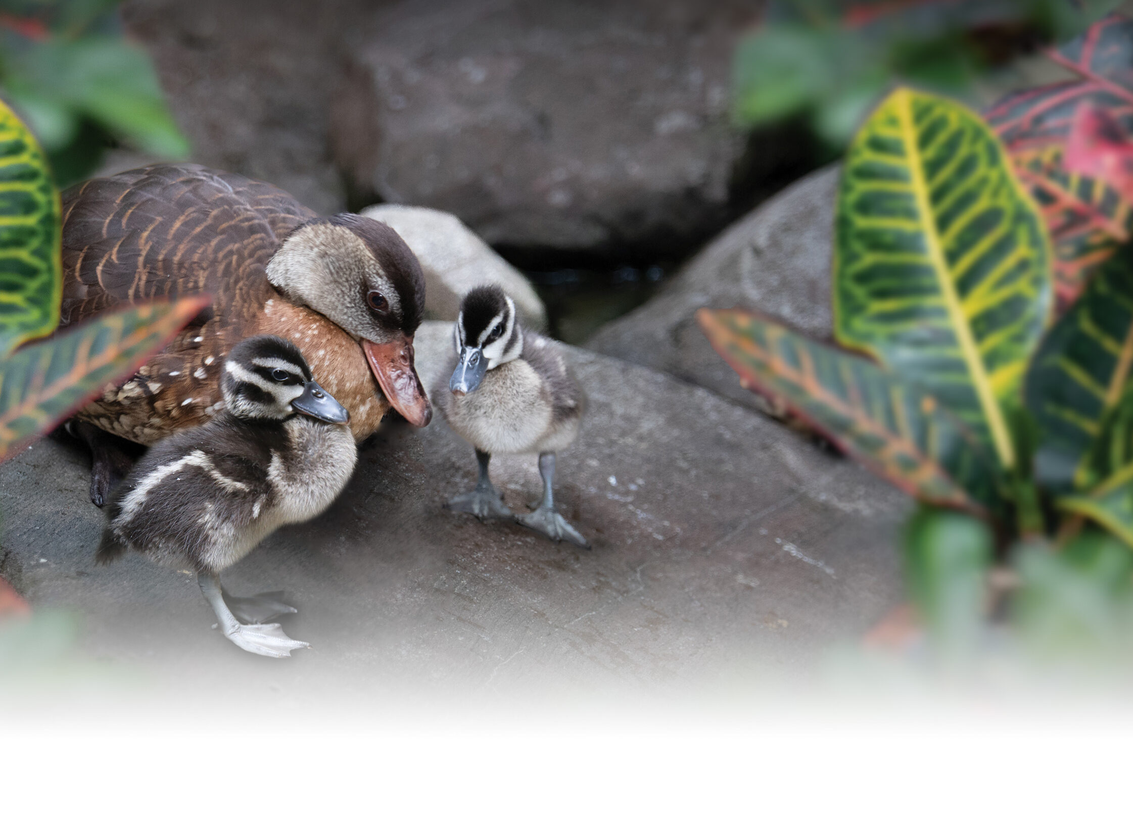 A Spotted Whistling-Duck mother and her two chicks resting on a rock next to a waterfall