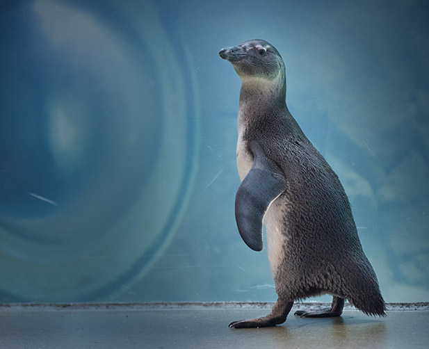 A juvenile African Penguin