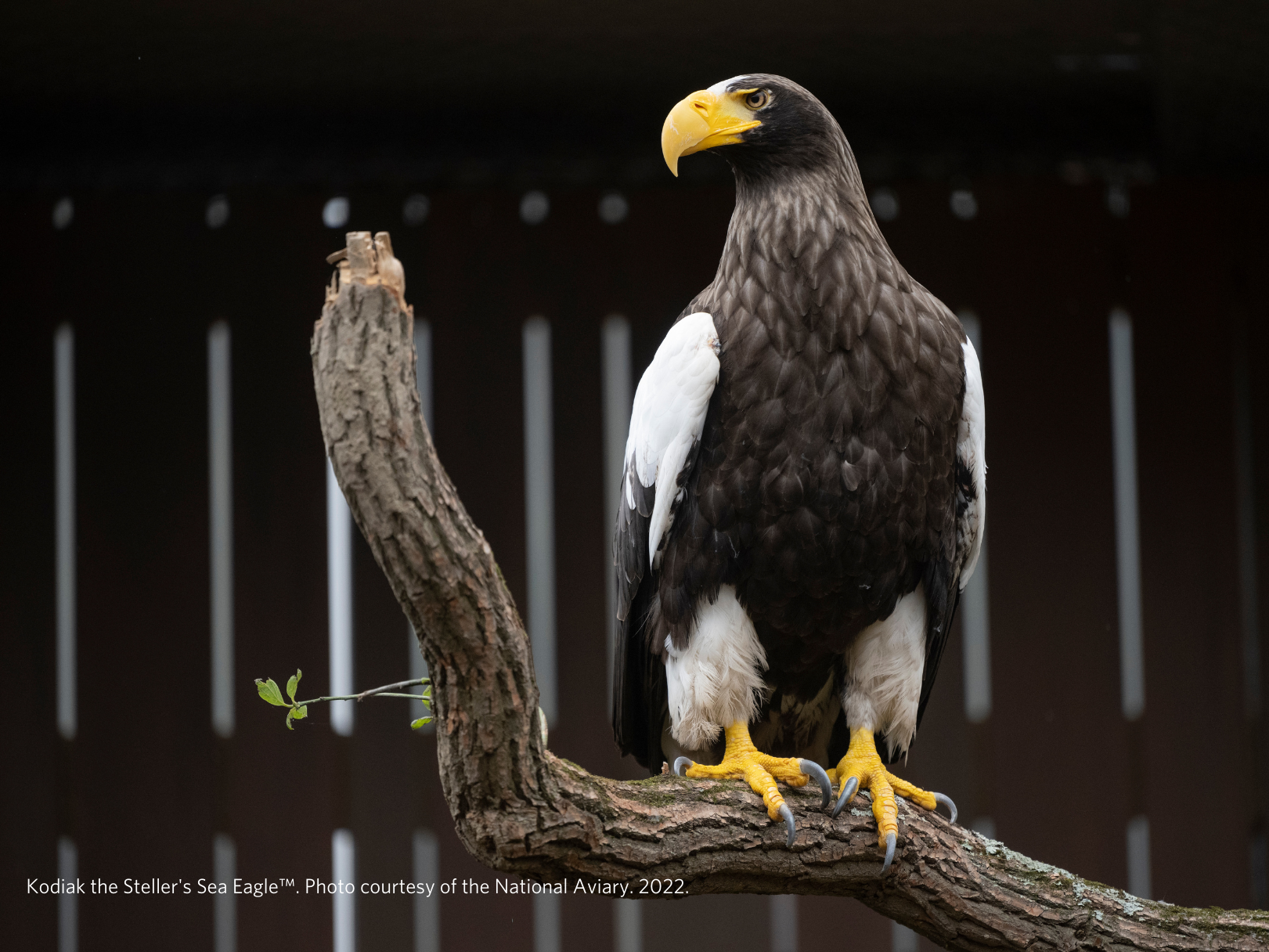 A Steller's Sea Eagle perched on a branch