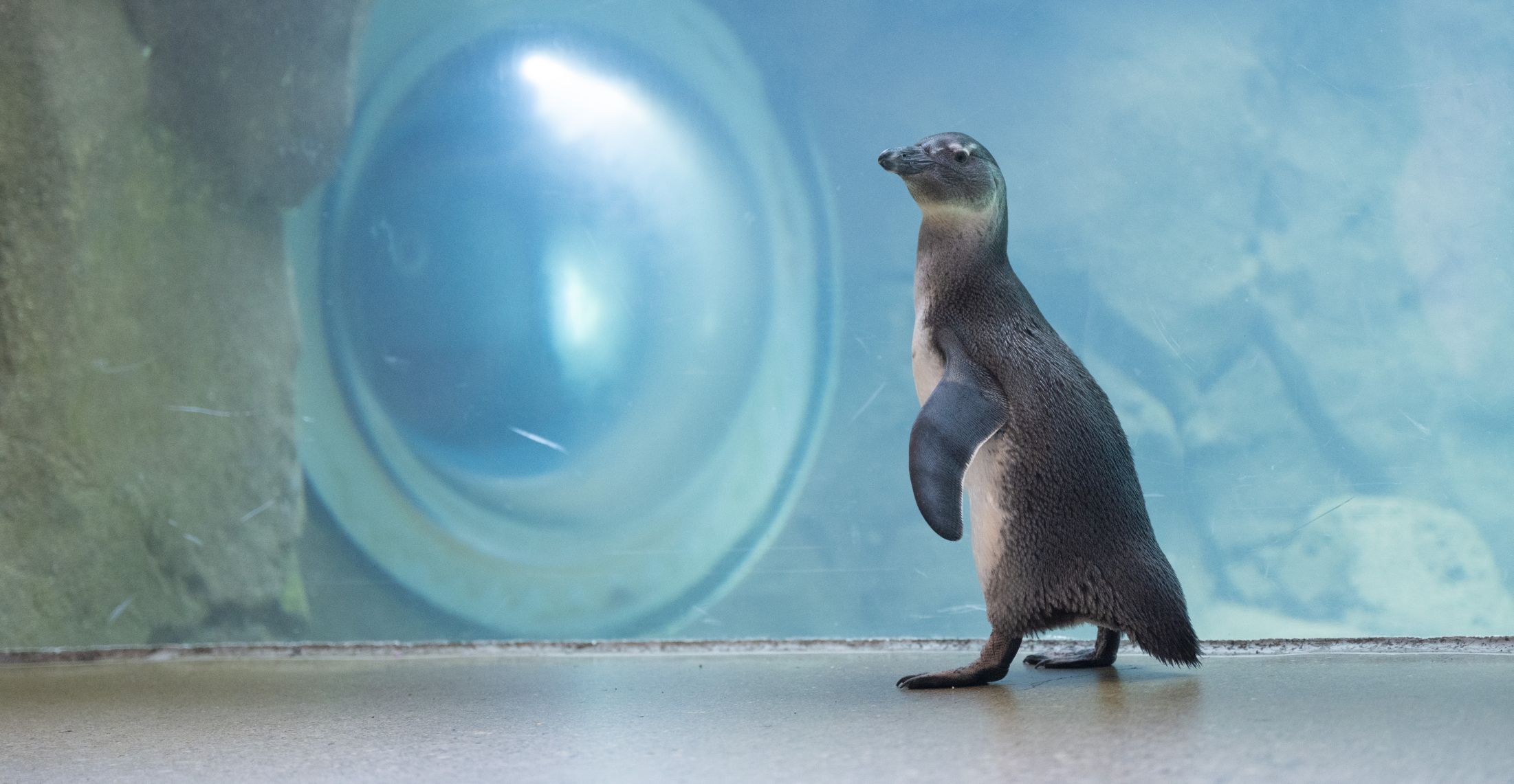 African Penguin juvenile walking in front of a glass panel that lines her Penguin Point home
