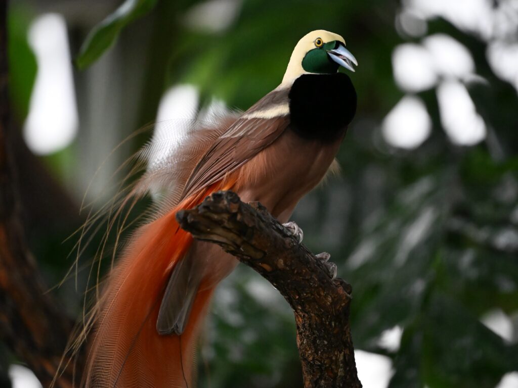 Raggiana Bird of Paradise
