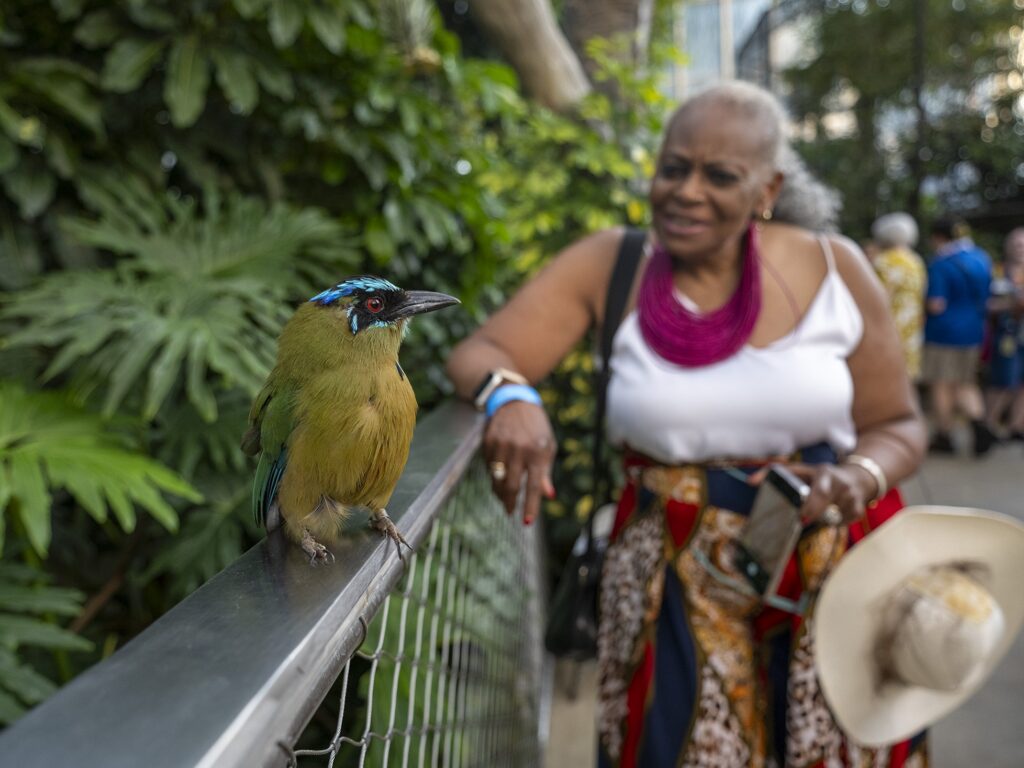 A guest watching a Blue-crowned Motmot