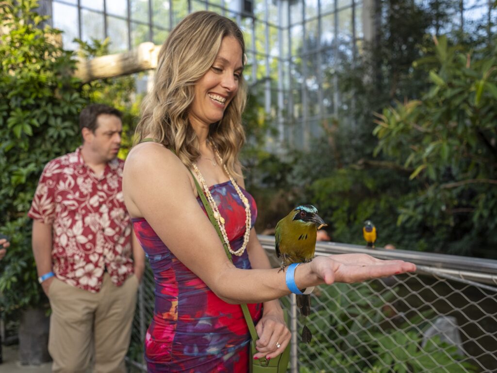 A guest holding out her arm as a Blue-crowned motmot lands on it