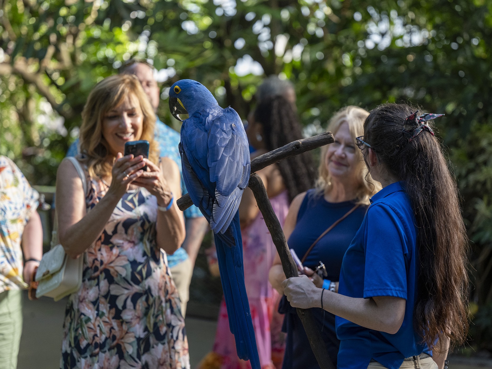 A guest taking a photo of a Hyacinth Macaw that's on a perch being held by an Aviary expert.