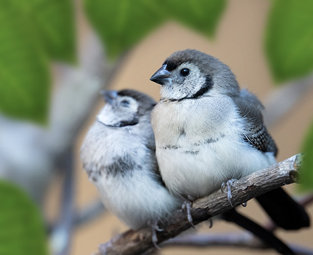 Owl Finch juveniles