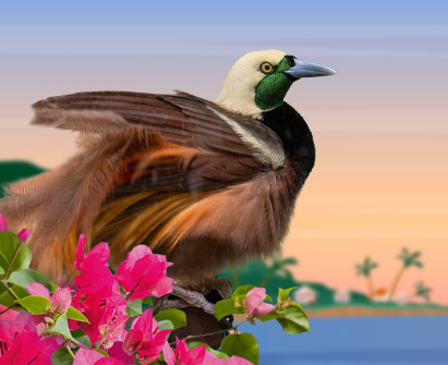Night in the Tropics beach graphic featuring a Raggiana Bird of Paradise perched amongst tropical pink flowers