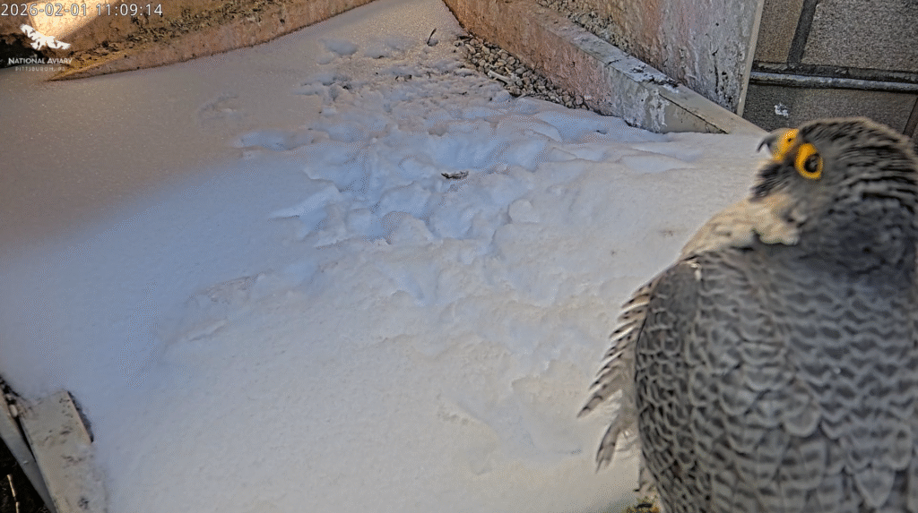 Ecco fluffing his feathers to trap warm air against his body