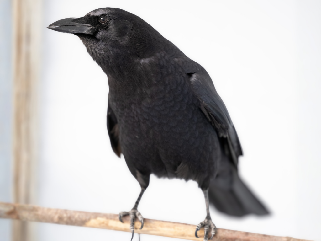 American Crow, Freya, perched on a branch
