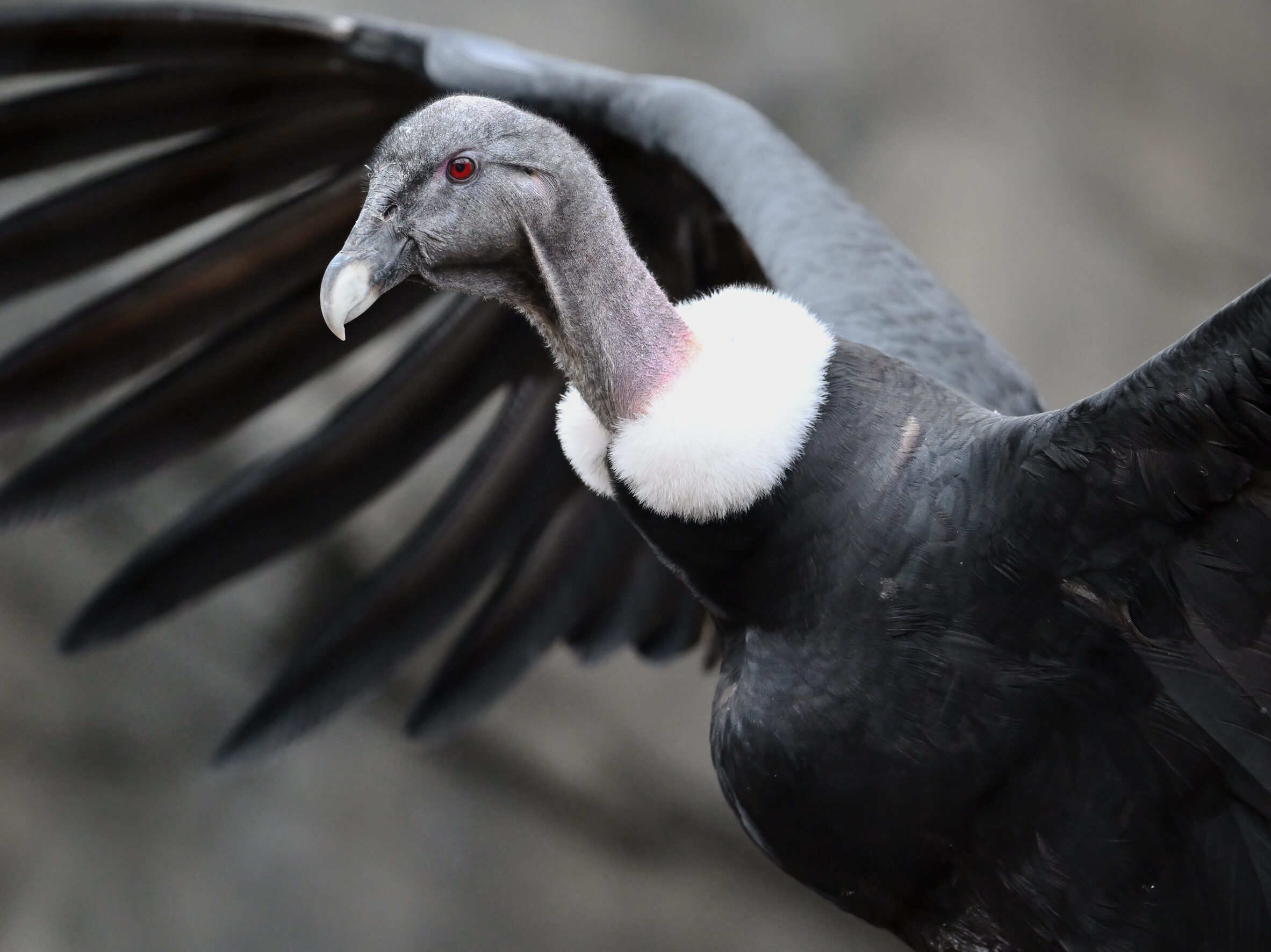 Lianni sunning her wings