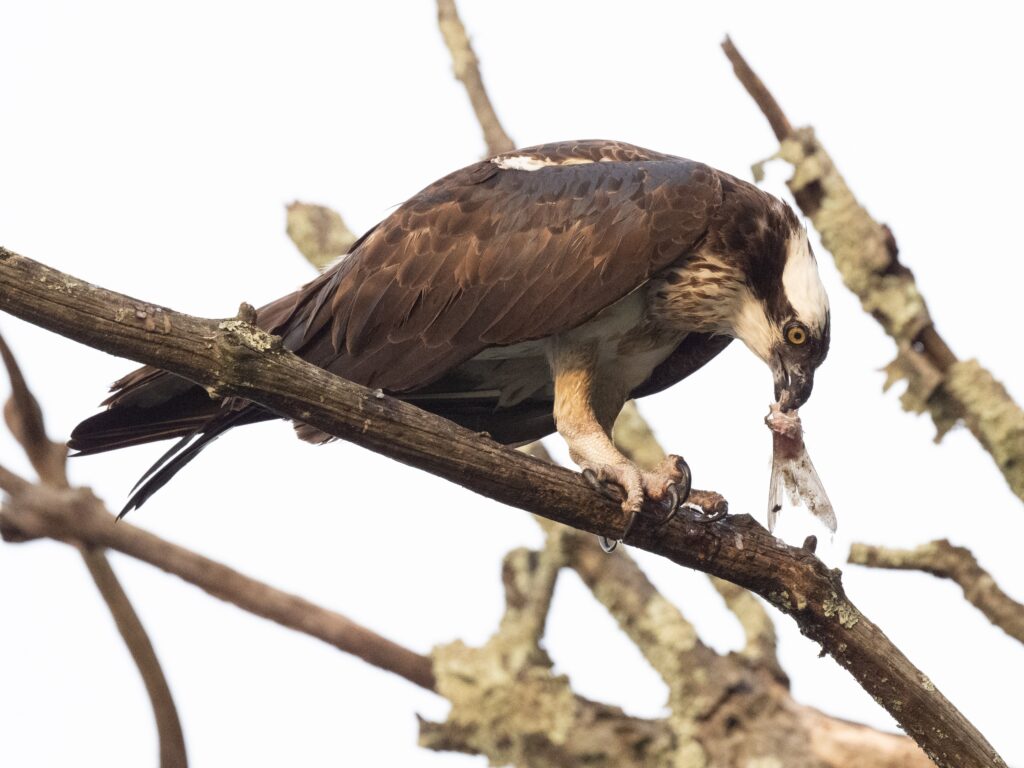 Osprey dining on prey 