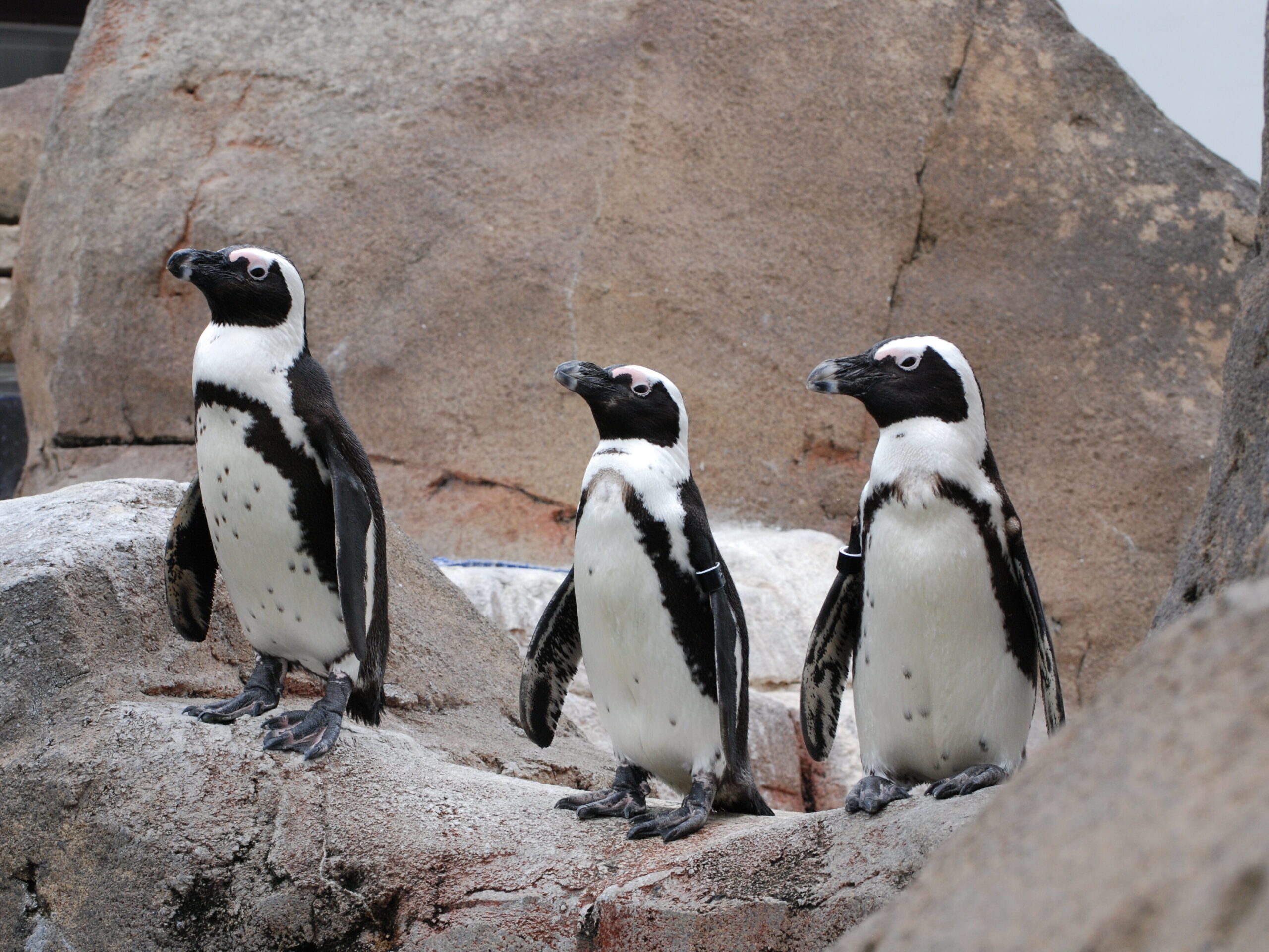 Three African Penguins standing on a rock structure