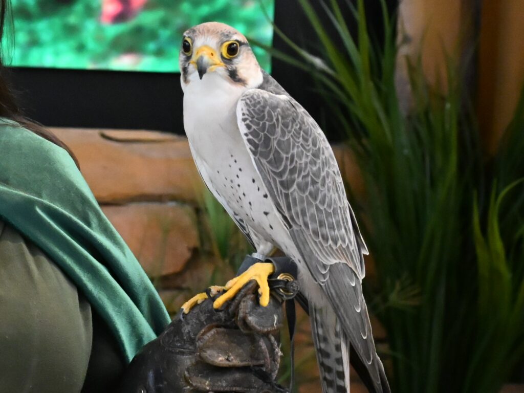 Lanner Falcon on the gloved hand of an Encounter participant 
