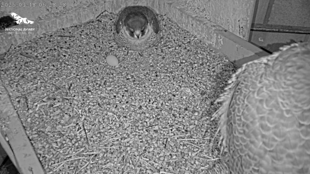 Carla next to her first egg of the season as Ecco perches next to her