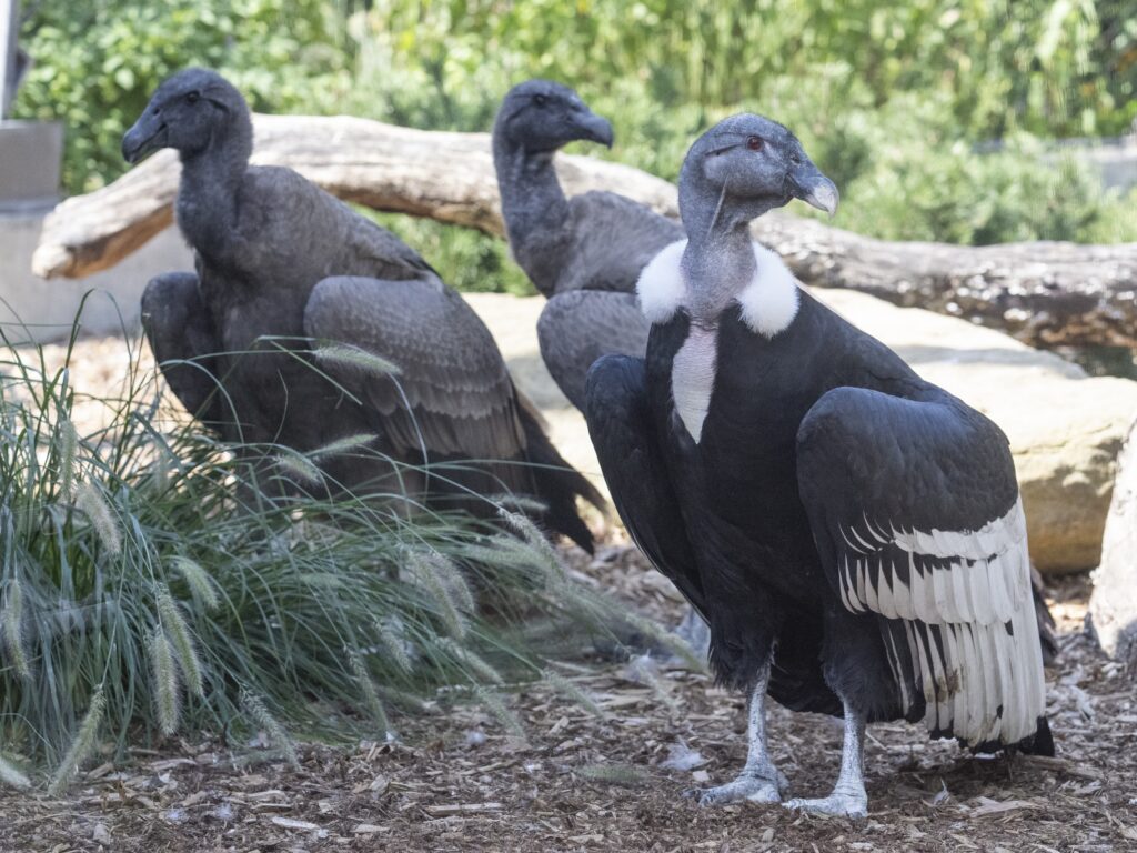 Lianni with Marijo and Illimani in their Andes Mountain-inspired habitat