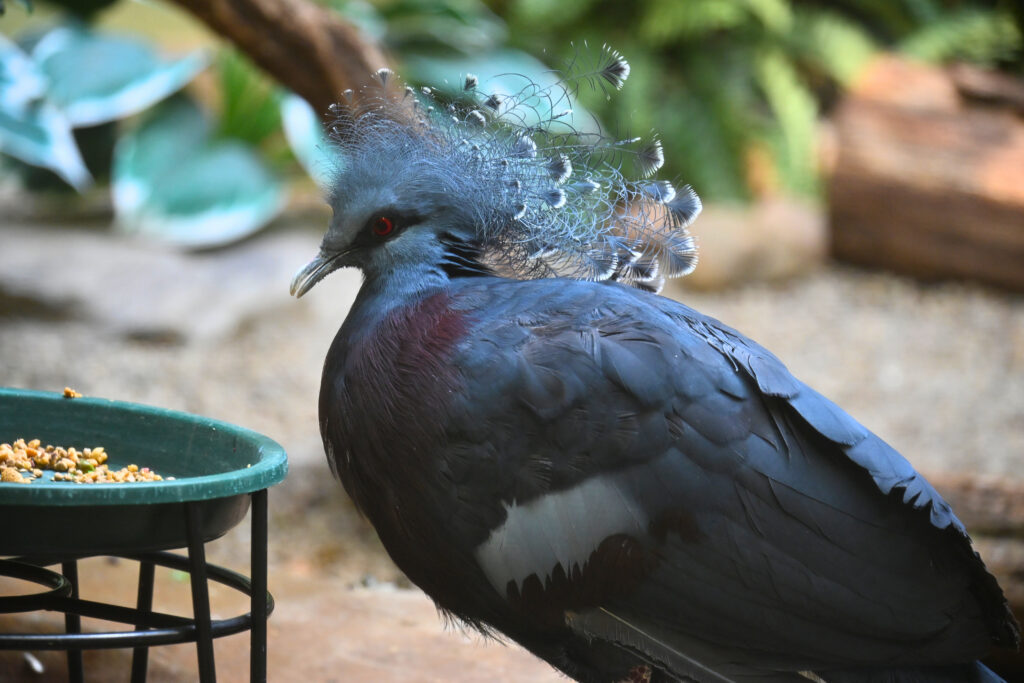 Mary enjoying a meal at her raised feeder