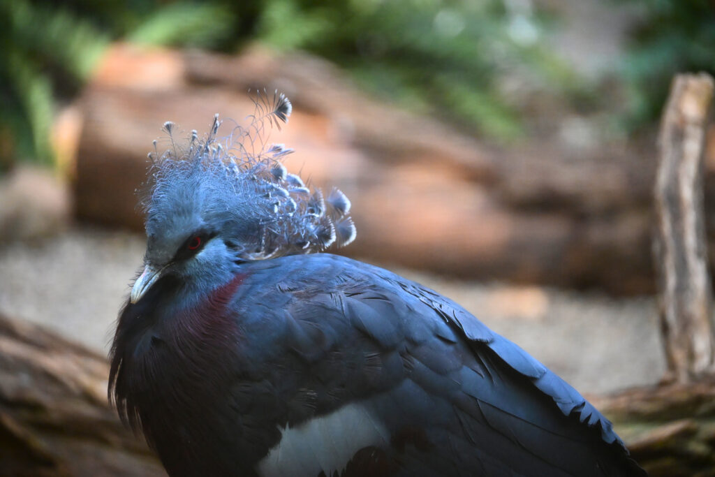 Mary resting on her favorite low-to-the-ground log