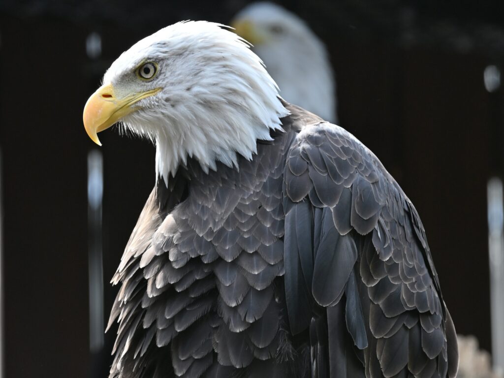 Close up, side profile of a Bald Eagle