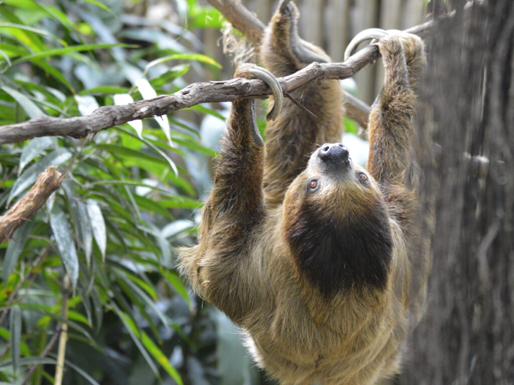 Wookiee climbing through the Tropical Rainforest