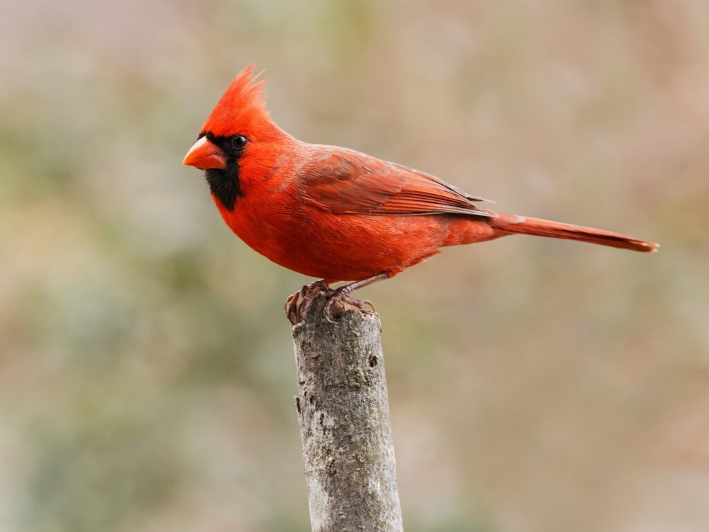Northern Cardinal on a branch