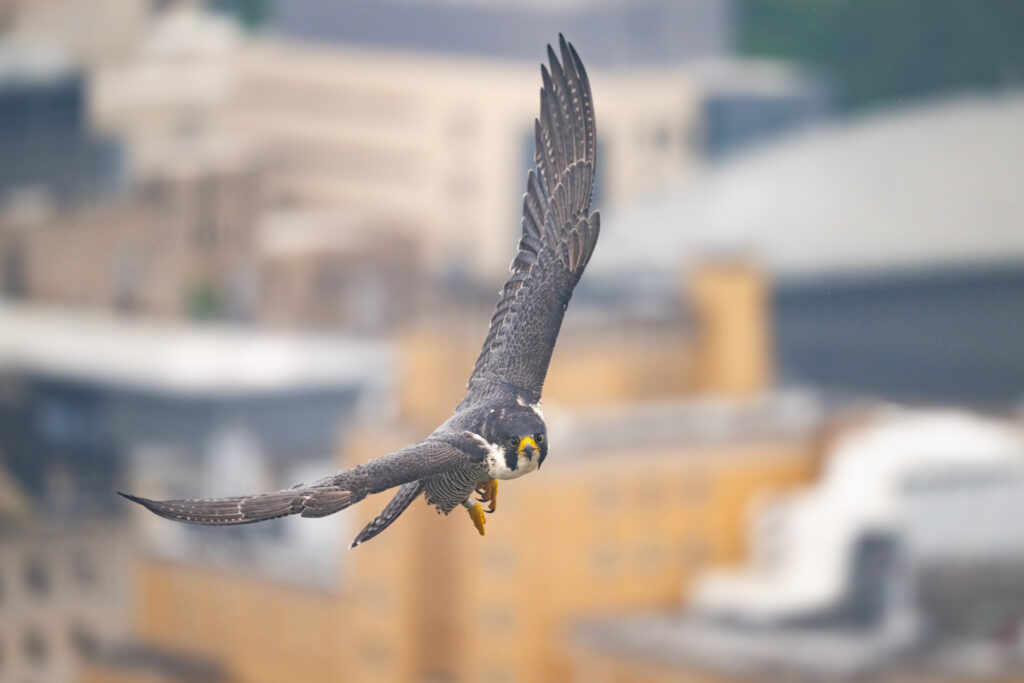 Wild Peregrine in flight
