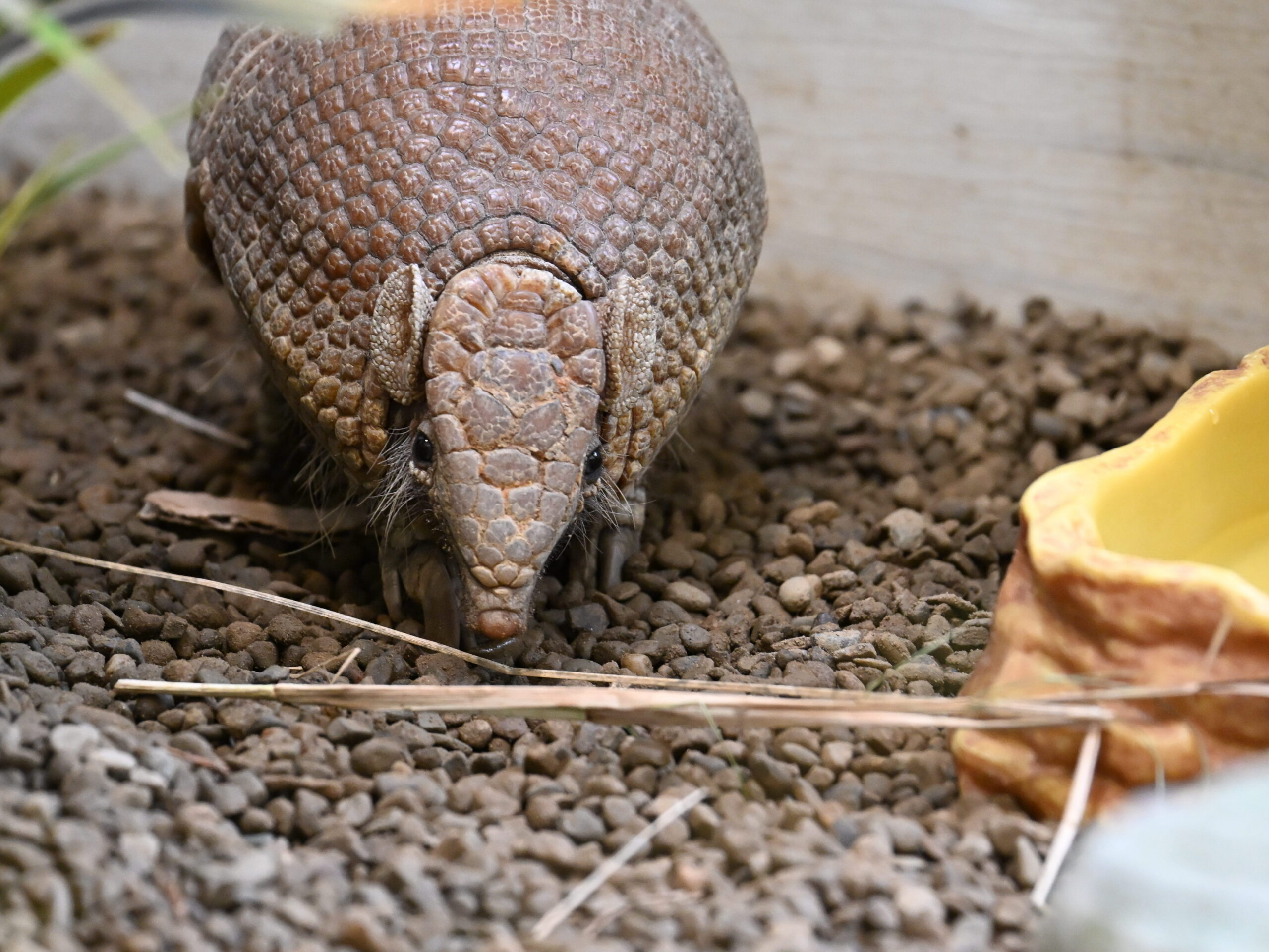 Willy sniffing through natural ground coverings