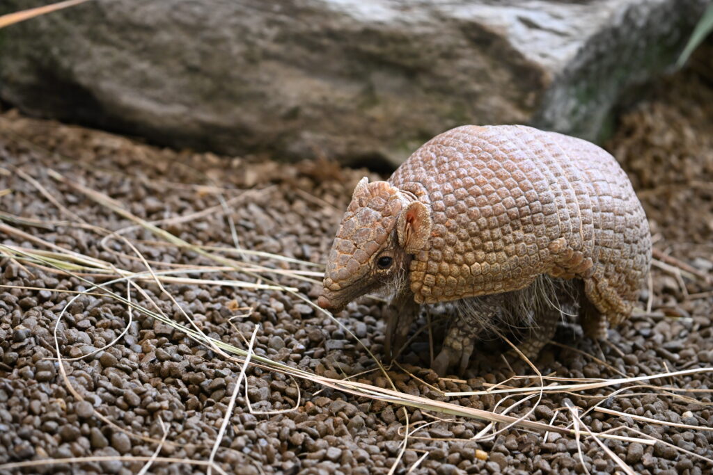 Willy walking through straw and pebbles
