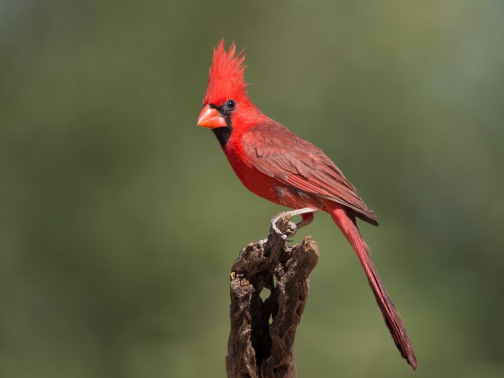 Northern Cardinal in Arizona with slight visible differences from the east coast species