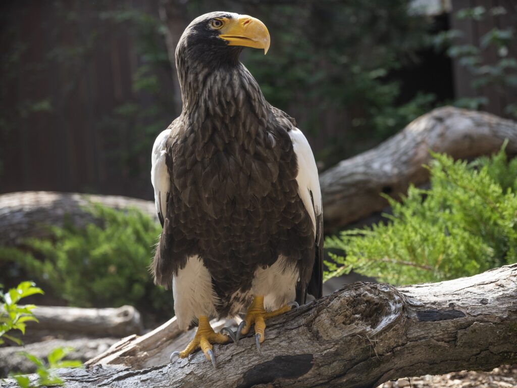 Steller's Sea Eagle perched on a log that has fallen from a tree